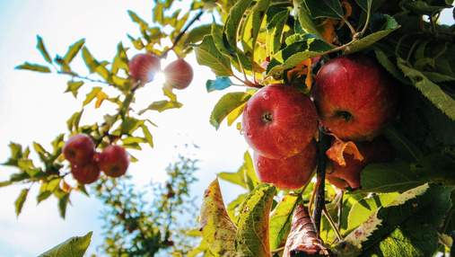 Українці не хочуть збирати яблука у Польщі: фермери вимушені продавати фрукти за безцінь